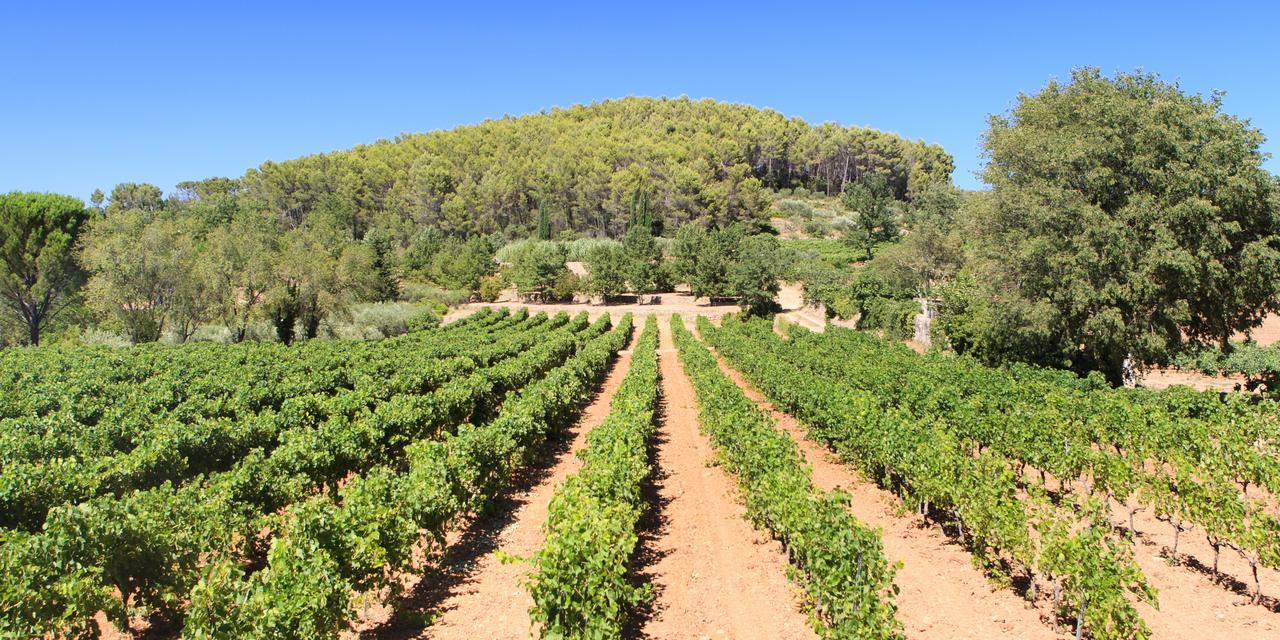 Domaine Du Clos D'Alari-Chambres D'Hotes Au Milieu Des Vignes Saint-Antonin-du-Var Buitenkant foto